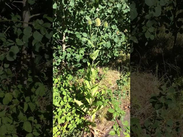 Teasel (Dipsacus) - plant - July 2017