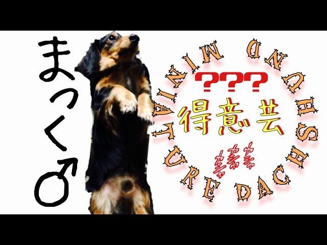 Pet dog Mini Dachshund Mac＆Nuts(ミニチュアダックス まっく＆なっつ)