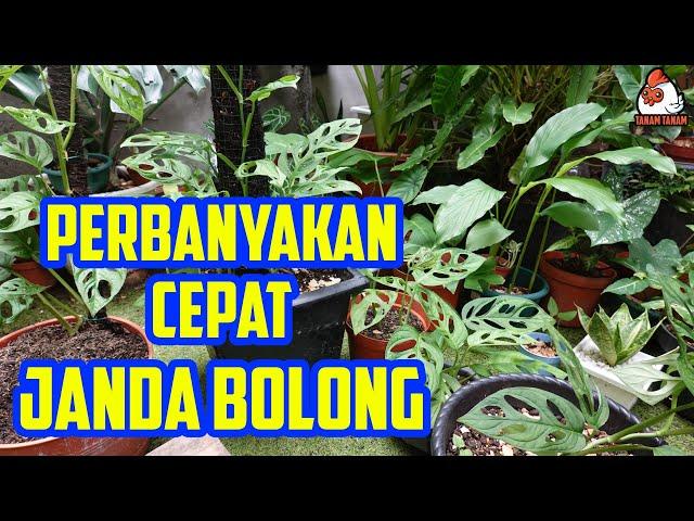 Cara Cepat Perbanyakan Tanaman Rondo Bolong /Janda Bolong Lokal / Monstera Adansonii