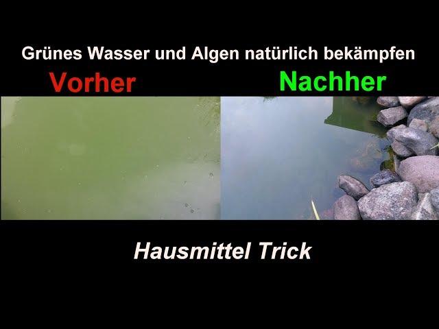 Algen im Gartenteich natürlich & effektiv mit Hausmitteln bekämpfen  Klares Teich Wasser ohne Chemie