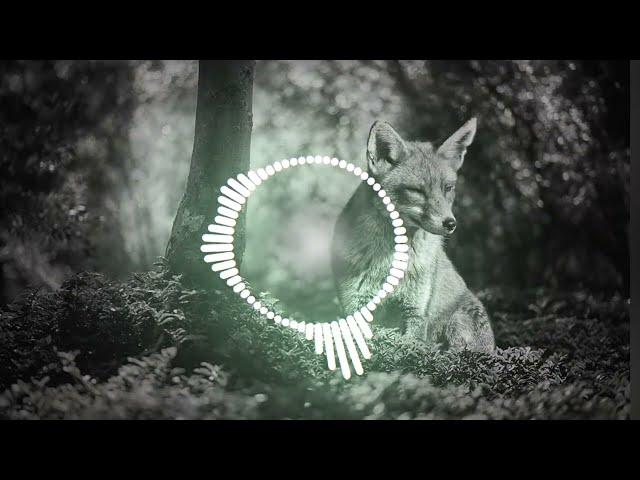 Sloaww - Frequency Fox | DnB | NoCopyrightMusic