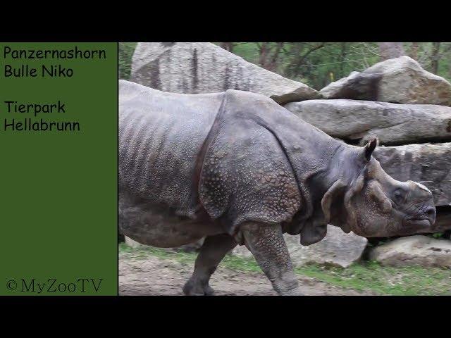 Great Indian rhinoceros bull Niko - zoo Hellabrunn