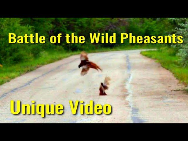 Battle of Wild Mongolian Pheasants/Unique Footage