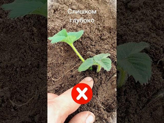 НЕ САЖАЙТЕ КЛУБНИКУ, ПОКА НЕ ПОСМОТРИТЕ ЭТО ВИДЕО / КАК ПРАВИЛЬНО ПОСАДИТЬ РАССАДУ САДОВОЙ ЗЕМЛЯНИКИ