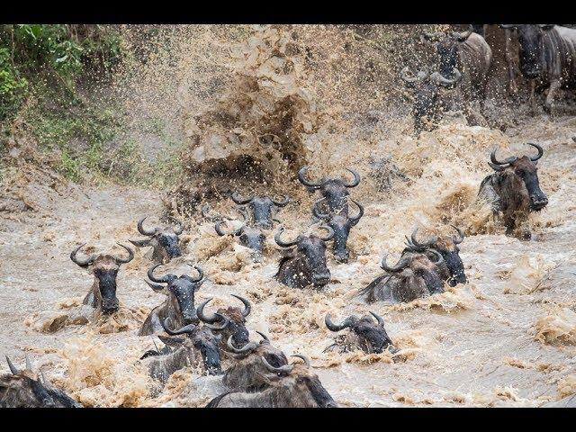 The Great Migration Safari