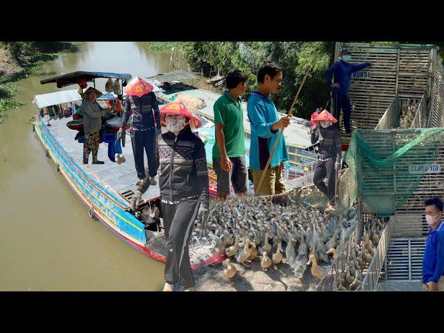 Using Flycam to film 7 ships and 4 trucks carrying 800,000 ducks from above “ Truck Duck” Farm Life