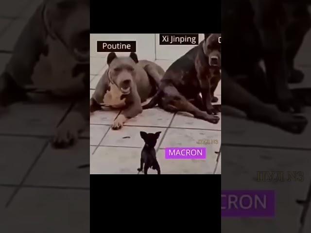 Макрон #Путин и Си Цзиньпин глазами самих французов