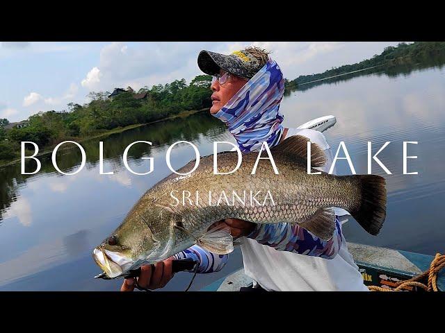 Hunting The Elusive Wild Golden Barramundi / Bolgoda Lake / Sri Lanka