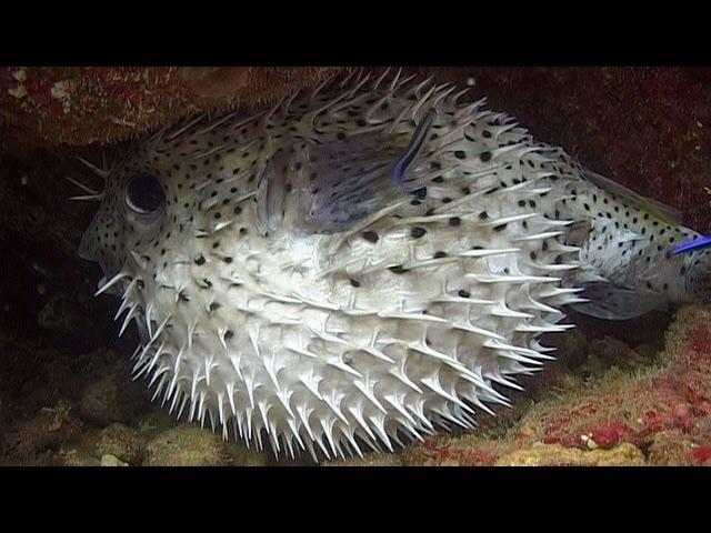 Pufferfishes, Boxfishes & Porcupinefishes - Reef Life of the Andaman - Part 11