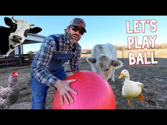 Playing Ball With Farm Animals! (Fun)