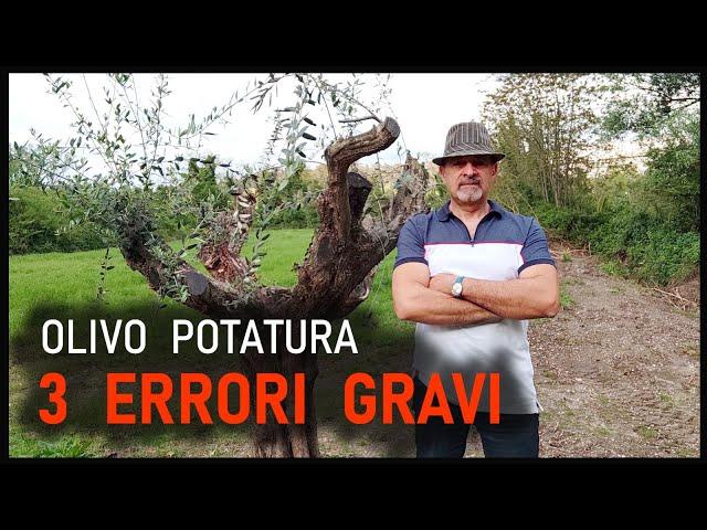 i più comuni e gravi errori di potatura che si commettono sull'olivo