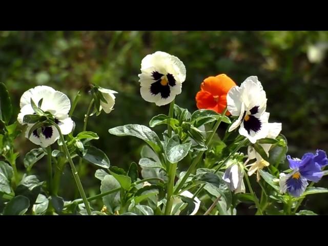 Violas #1 Free HD Video Background