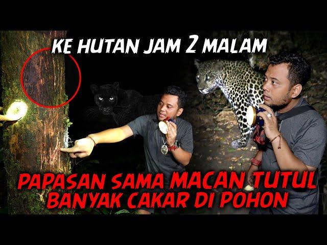 MACAN TUTUL ATAU HARIMAU JAWA⁉️ADA BEKAS KAKI DAN CAKARNYA PAS HERPING DI GUNUNG SELAMET