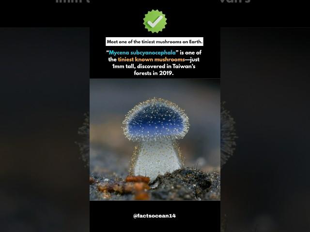 This Tiny Mushroom Helps Save Forests  #shorts #facts