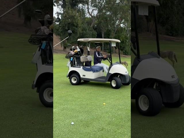 Playing golf with coyote ️