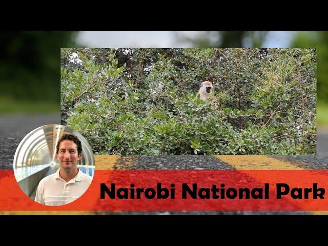 Vervet Monkeys in Nairobi National Park | Kenya