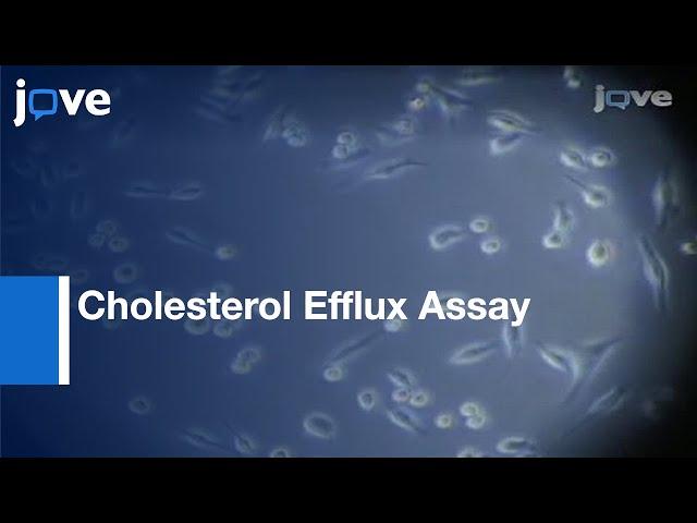 Cholesterol Efflux Assayl Protocol Preview