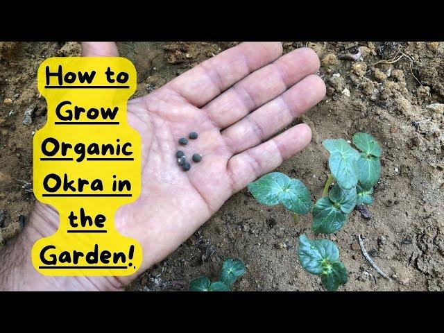 How to Grow Organic Okra in the Garden #okra #gardeningtips #growyourownfood #vegetables #gardening