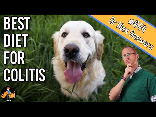 What to Feed a Dog with Colitis (+ cure their diarrhea) - Dog Health Vet Advice