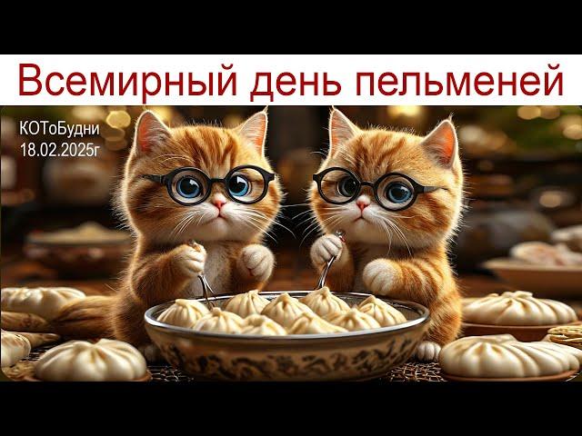 Неужели снова международный скандал: Кто же придумал пельмени?!  или КОТоБудни от 18.02.2025г.