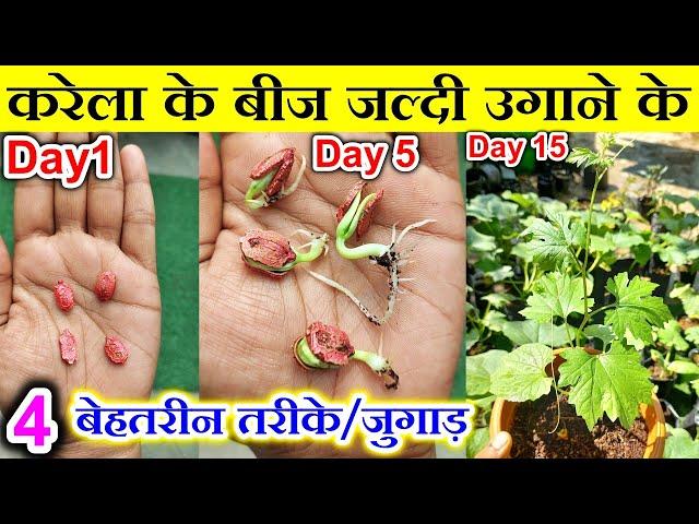 करेला के बीज कैसे उगाए|How to Germinate Bitter Gourd seeds fast|Karela ke beej kaise ugaye|Karela