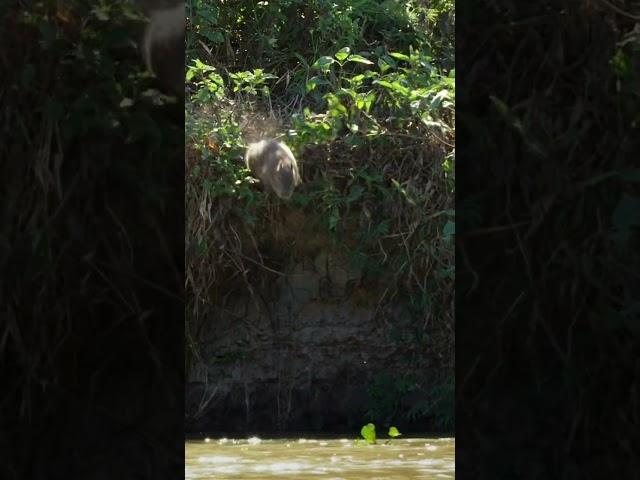 AMAZING Interaction Between Jaguar and Capybara