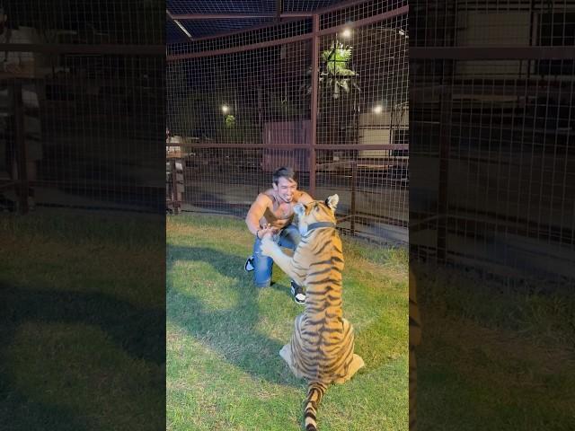 #thezoopark amazing time spent at umm al qawain  with this adorable tiger #shorts #tiger