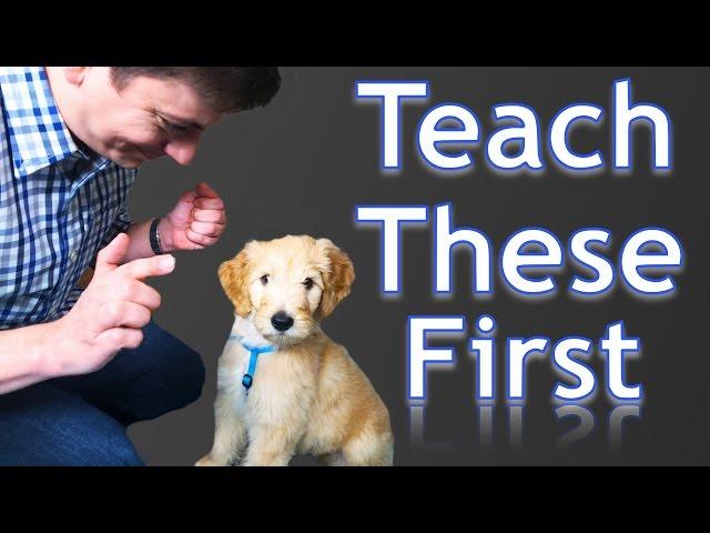 3 Easy Things to Teach your NEW PUPPY!