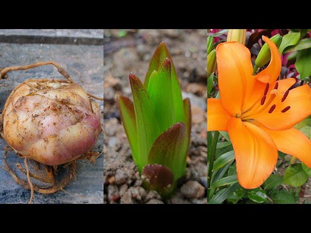 How to grow Lily Bulbs in pots at home - Lilies flowers | Lily bulbs planting