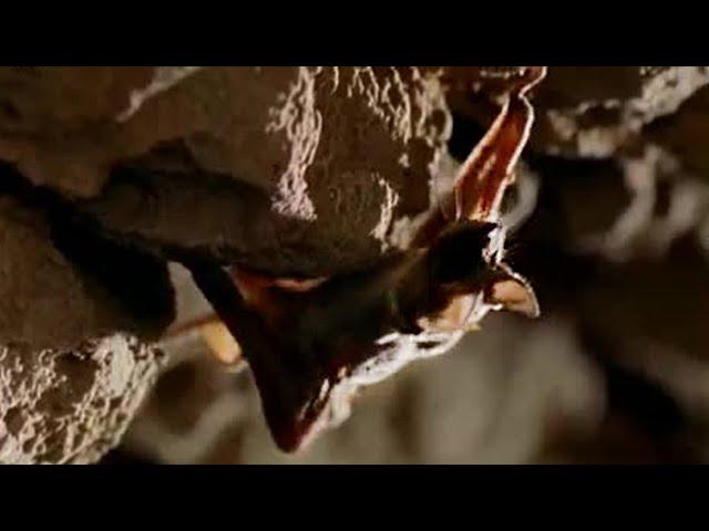 Clinging to Life | Top Bat | BBC Earth