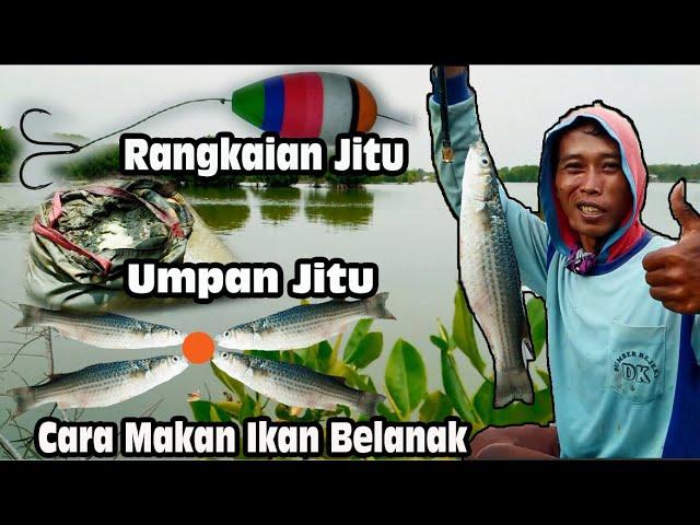 mau mancing ikan belanak babon ? seperti ini  cara mancing ikan belanak babon