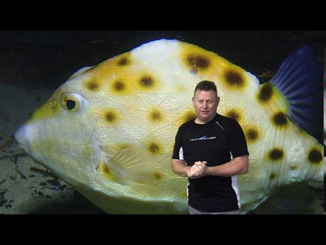 Chelydra Park club night dive presented by Instructor Martin