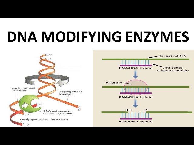 DNA MODIFYING ENZYMES