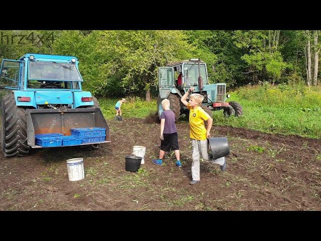 Harvesting Potatoes