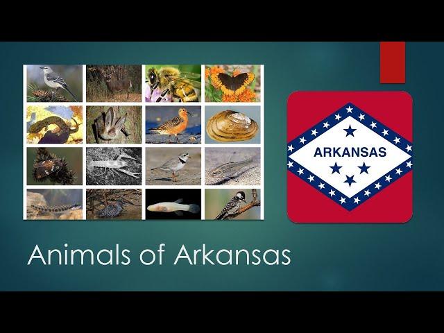 Arkansas State Animals, Northern Mocking bird, white tailed deer, honey  bee, Diana Frittilary