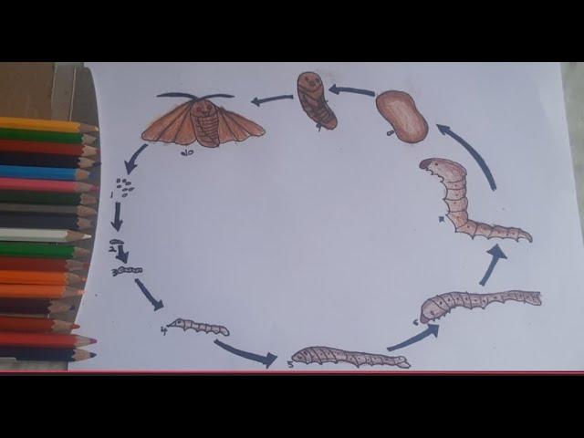 How to draw LIFE CYCLE OF SILK WORM / How to draw LIFE CYCLE OF SILK WORM with colour pencils