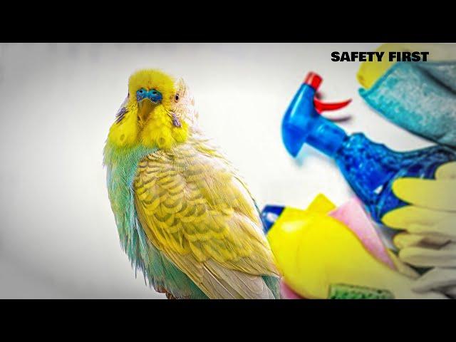 Budgie Care Tips for Cleaning and Safety