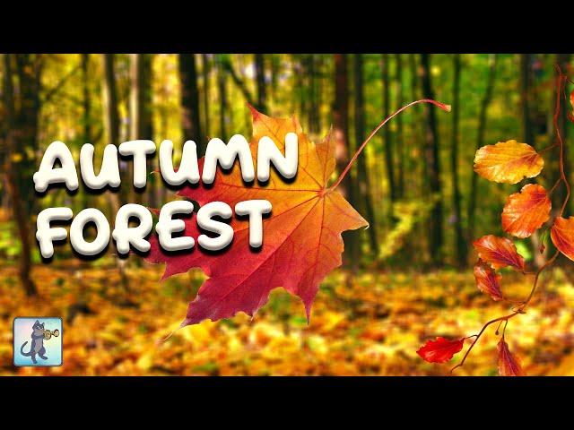 Autumn Forest Falling Leaves Ambience (No Music)