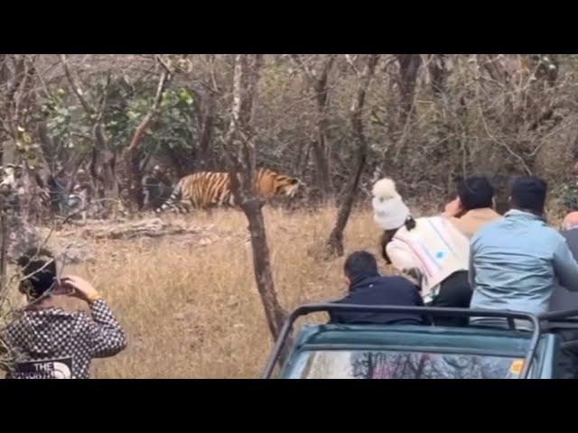 tiger attack deer in ranthambore  ||  tiger vs deer