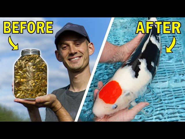 How To Grow & Select The World's Most Expensive Fish! (Japanese Koi)