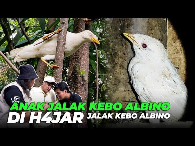 ANAK JALAK KEBO ALBINO MAU KELUAR SARANG MALAH DI HADANG SAMA JALAK KEBO ALBINO DEWASA..!!