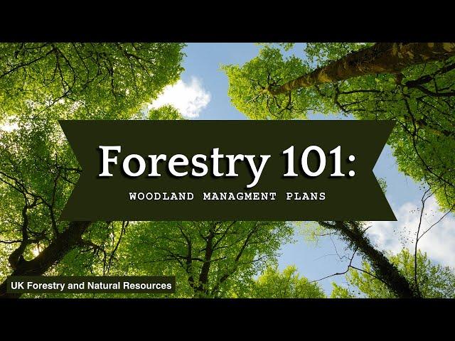 Forestry 101: Woodland Management Plans