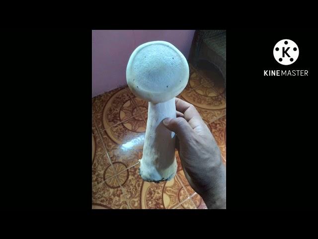 Edible or Poisonous mushroom   Pedro Kulafu myxz vid