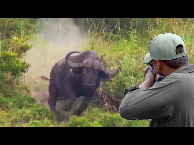 return of the decisive confrontations and the conflict the hunter and the African buffalo