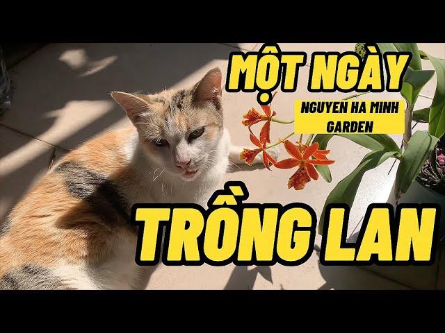  Một ngày trồng lan - One day for Orchid - Nguyen Ha Minh Garden