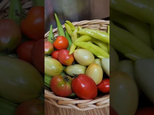 Basket Full of Harvest! Fruit of Labor #gardening #summer2024 #countrylife #countryliving