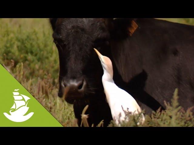 The cattle egrets, an intelligent relief for the bulls