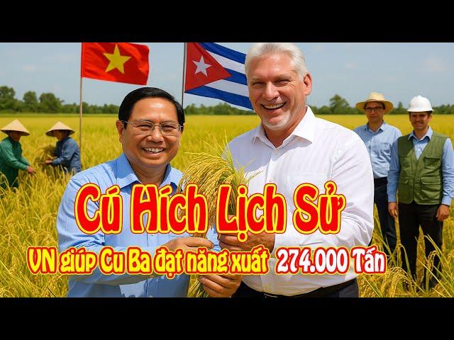 Cuba Công Bố Sản Lượng Lúa Kỷ Lục: Giống Lúa Việt Cứu Cả Quốc Gia Thoát Đói Nghèo!