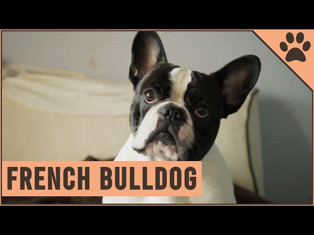 French Bulldog - Dog Breed Information