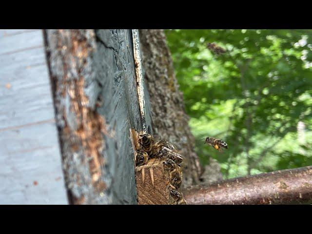 Как поймать бродячий рой пчёл?! 4 ловушки из 8 сработали!